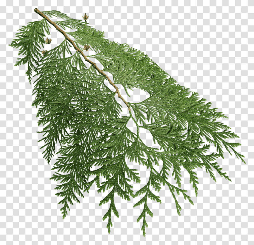 Western Redcedar Cupressaceae, Plant, Leaf, Fern, Tree Transparent Png