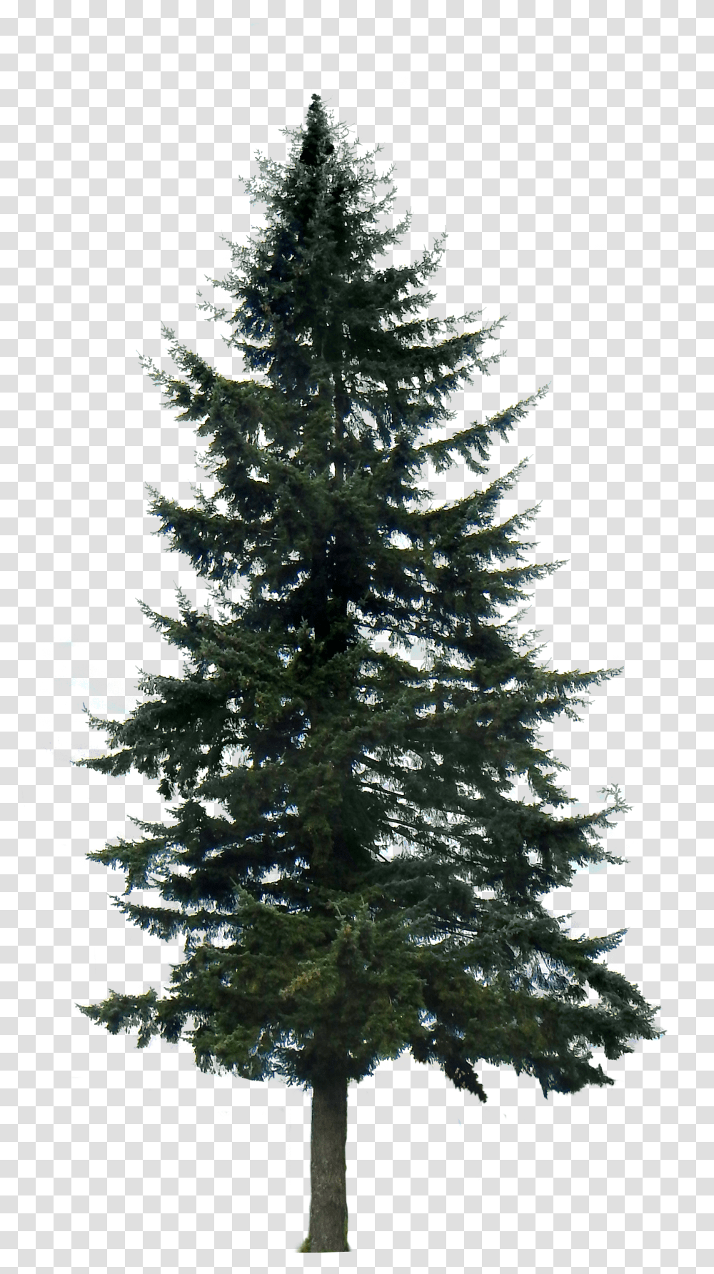 Western Yellow Pine Tree Clip Art Pine Tree With No Background Transparent Png