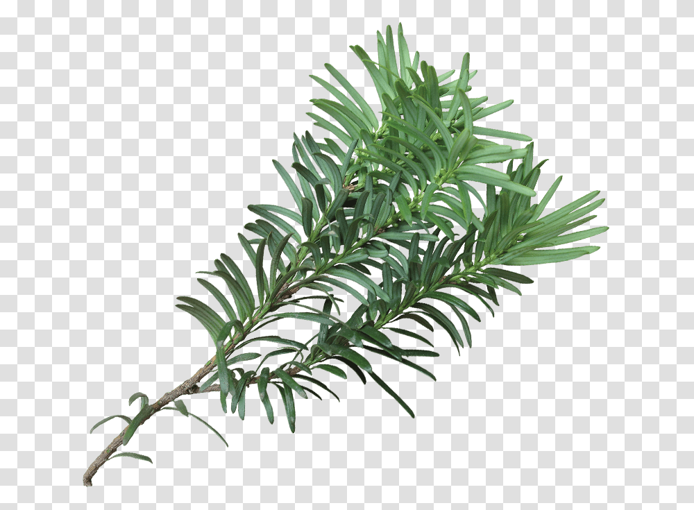 Western Yew, Tree, Plant, Fir, Abies Transparent Png