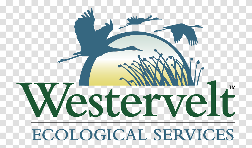 Westervelt Ecological Services, Bird, Animal Transparent Png
