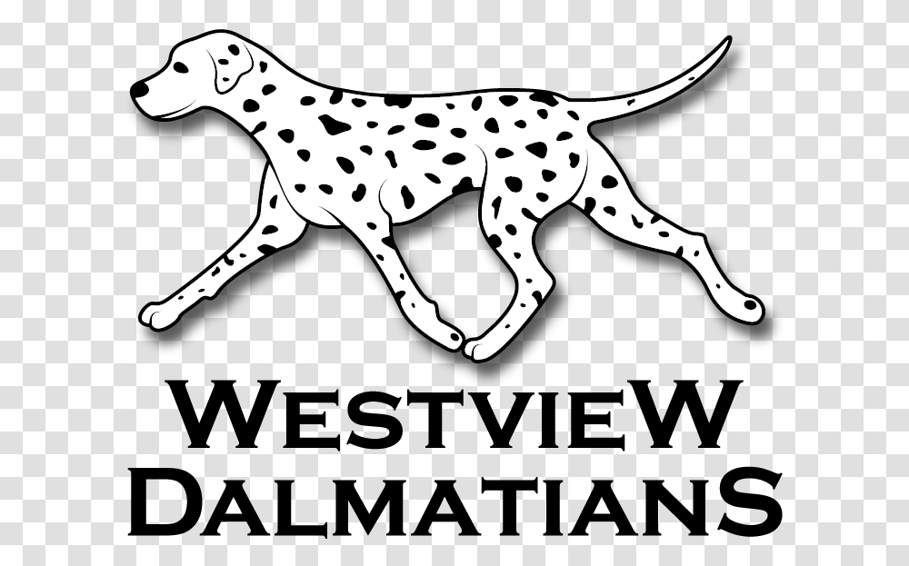 Westview Dalmatians 3847, Cheetah, Wildlife, Mammal, Animal Transparent Png