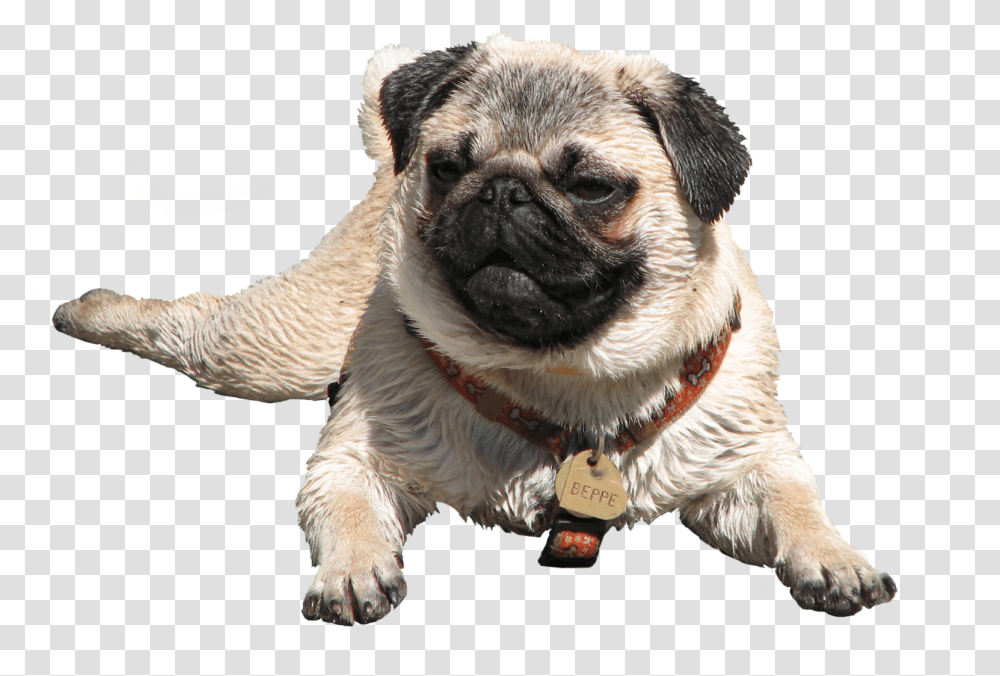 Wet Pug, Dog, Pet, Canine, Animal Transparent Png