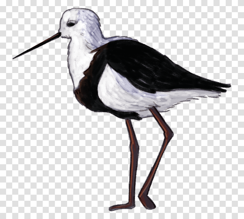 Wetland Bird, Beak, Animal, Waterfowl, Magpie Transparent Png