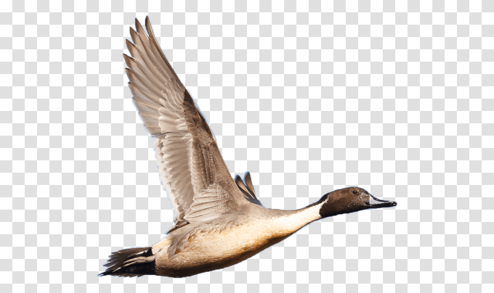 Wetland Birds, Animal, Goose, Waterfowl, Flying Transparent Png