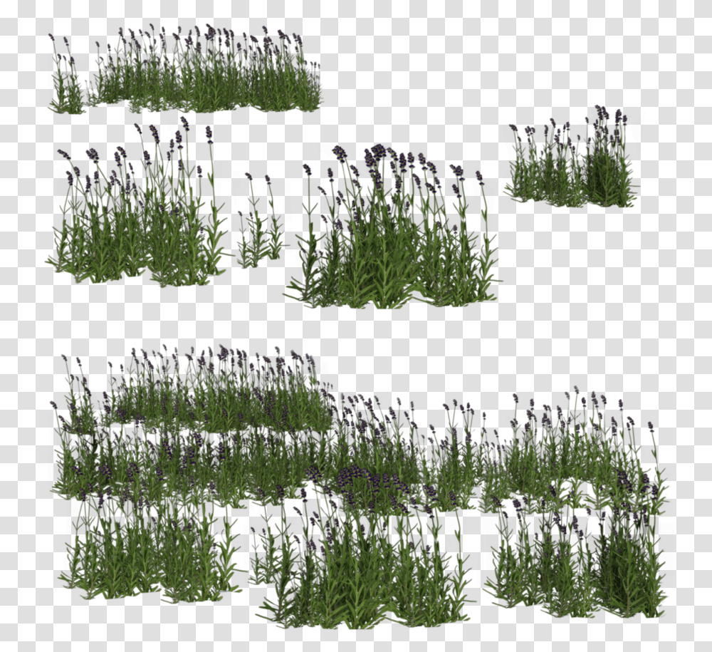Wetland Grass For Photoshop, Bush, Vegetation, Plant, Green Transparent Png