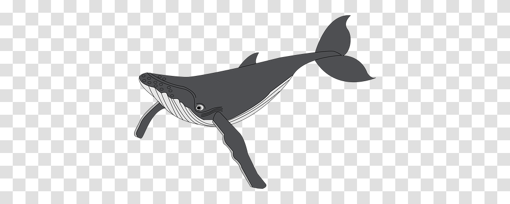 Whale Holiday, Mammal, Sea Life, Animal Transparent Png