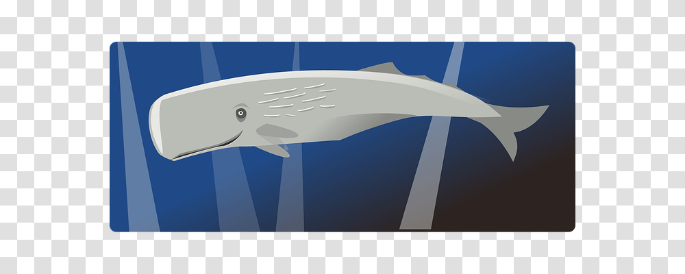 Whale Holiday, Mammal, Sea Life, Animal Transparent Png