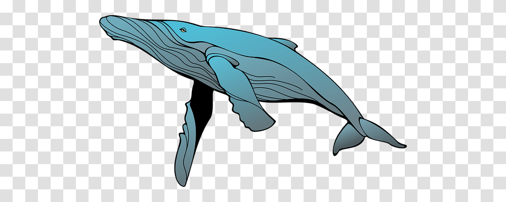 Whale Holiday, Mammal, Sea Life, Animal Transparent Png