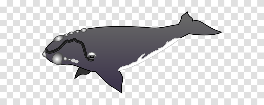 Whale Holiday, Sea Life, Animal, Mammal Transparent Png