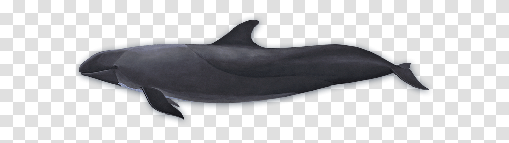 Whale, Animals, Dolphin, Mammal, Sea Life Transparent Png