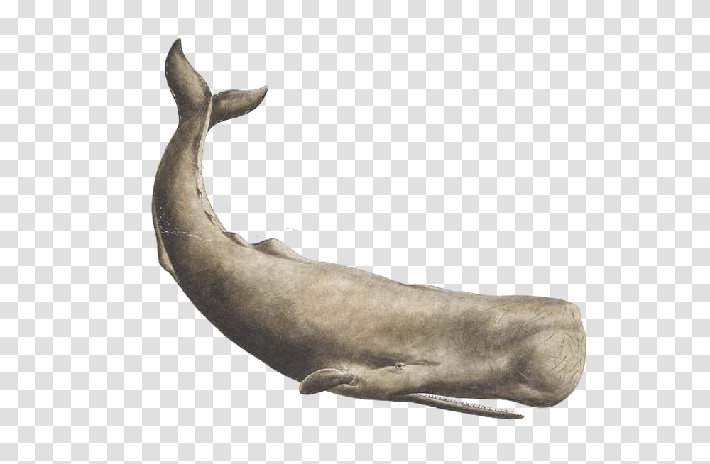 Whale, Animals, Mammal, Sea Life, Arm Transparent Png