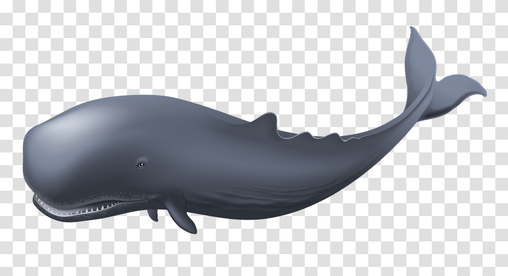 Whale, Animals, Mammal, Sea Life, Beluga Whale Transparent Png