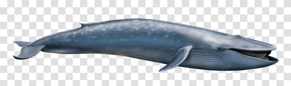 Whale, Animals, Mammal, Sea Life, Fish Transparent Png