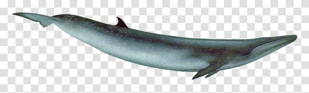 Whale, Animals, Mammal, Sea Life, Fish Transparent Png