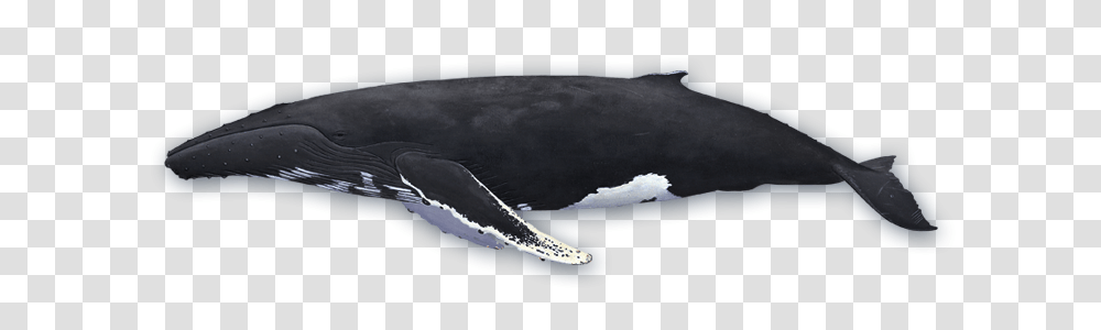 Whale, Animals, Mammal, Sea Life, Orca Transparent Png