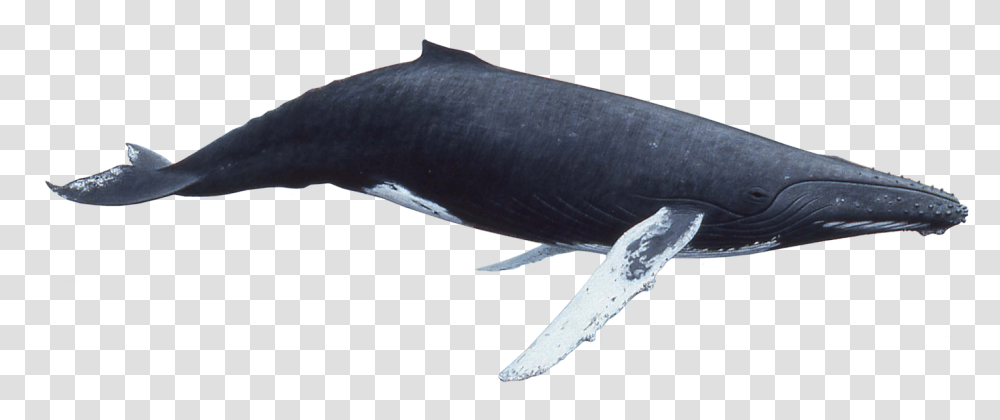 Whale, Animals, Mammal, Sea Life, Shark Transparent Png