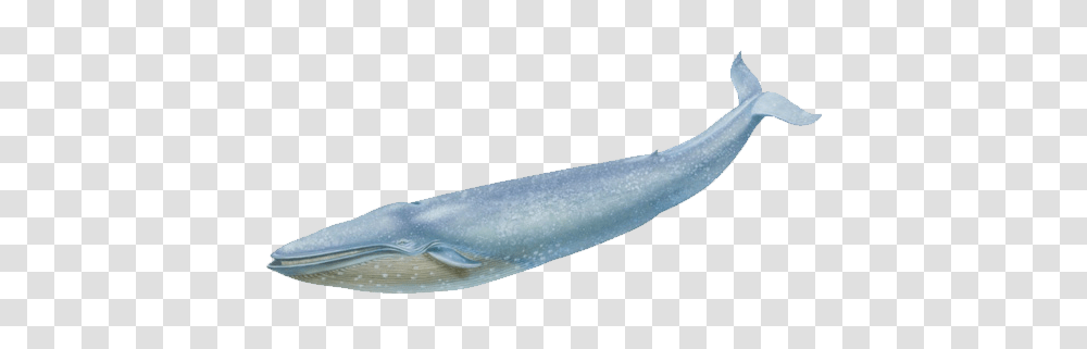 Whale, Animals, Mammal, Sea Life, Shark Transparent Png