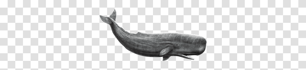 Whale, Animals, Mammal, Sea Life Transparent Png