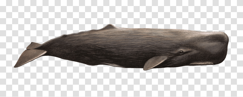 Whale, Animals, Mammal, Sea Life, Wood Transparent Png
