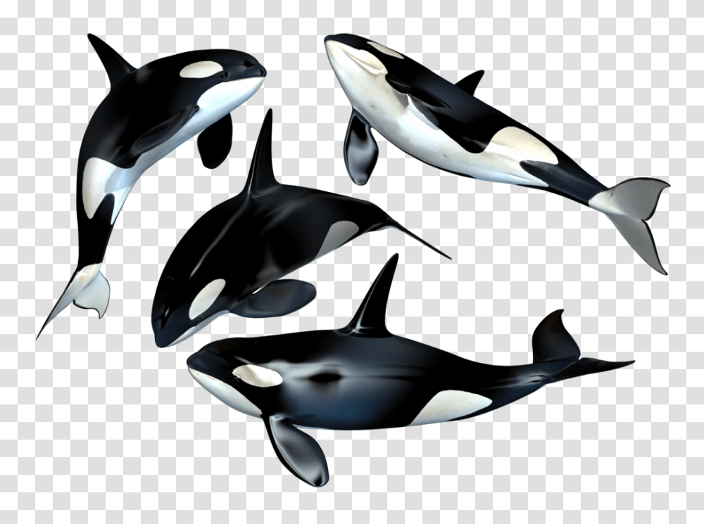 Whale, Animals, Sea Life, Bird, Mammal Transparent Png