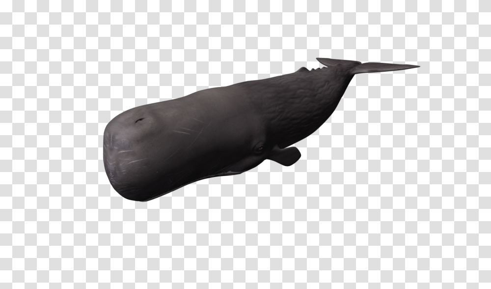 Whale, Animals, Sea Life, Mammal, Beluga Whale Transparent Png