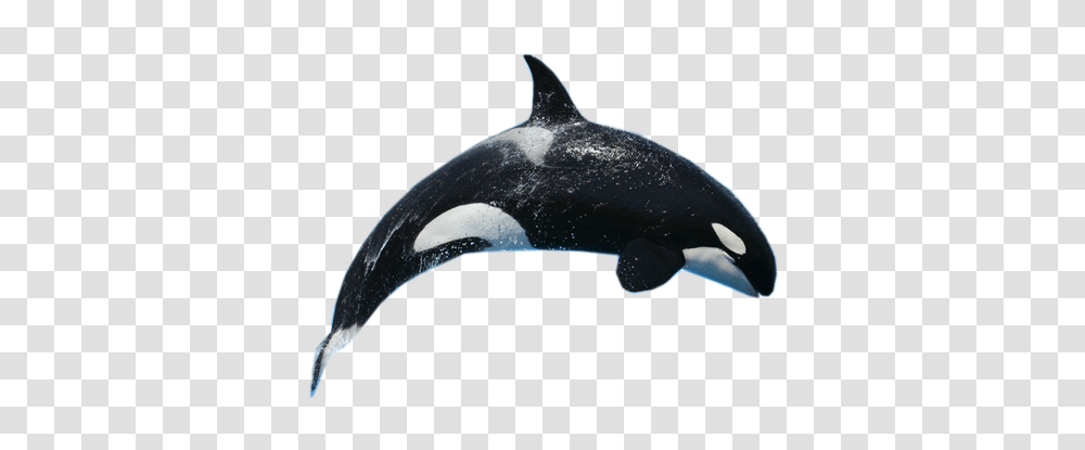 Whale, Animals, Sea Life, Mammal, Bird Transparent Png