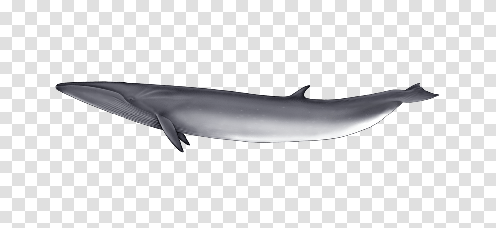 Whale, Animals, Sea Life, Mammal, Dolphin Transparent Png