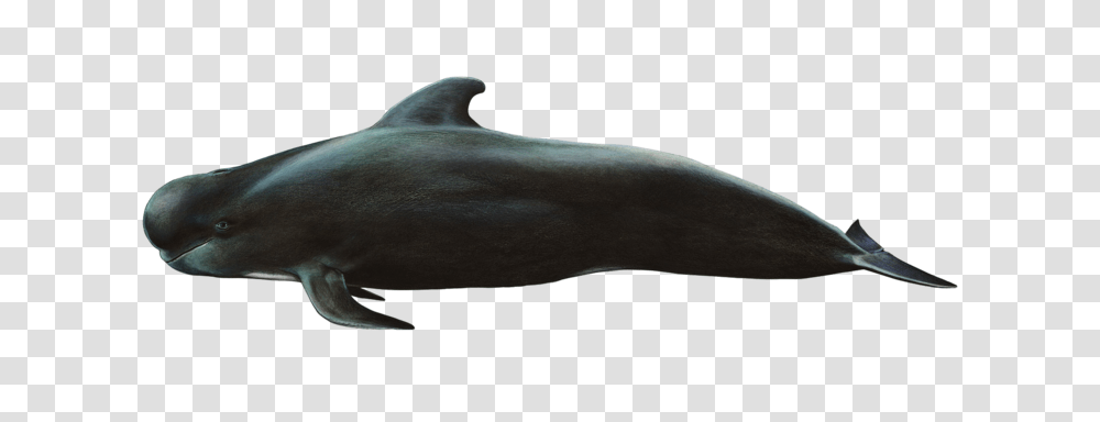 Whale, Animals, Sea Life, Mammal, Dolphin Transparent Png