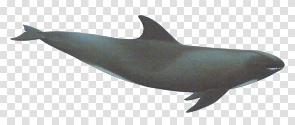 Whale, Animals, Sea Life, Mammal, Dolphin Transparent Png