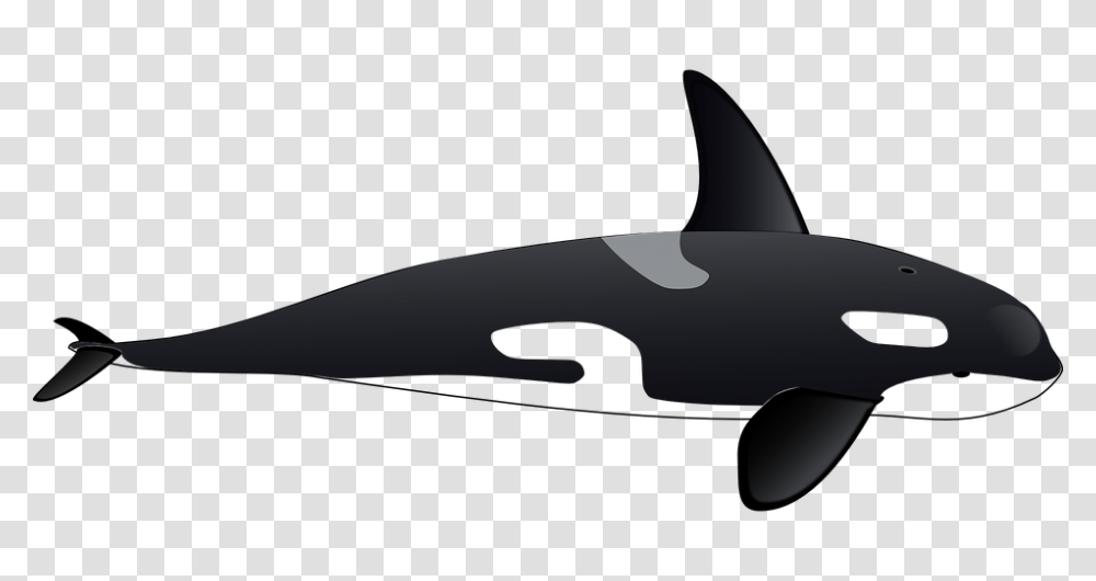 Whale, Animals, Sea Life, Mammal, Shark Transparent Png