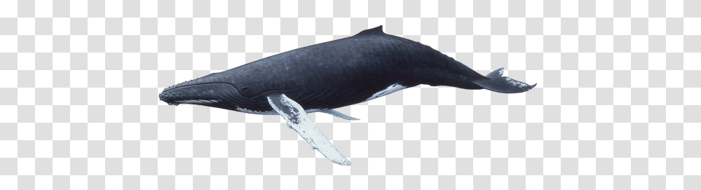 Whale, Animals, Sea Life, Mammal, Shark Transparent Png