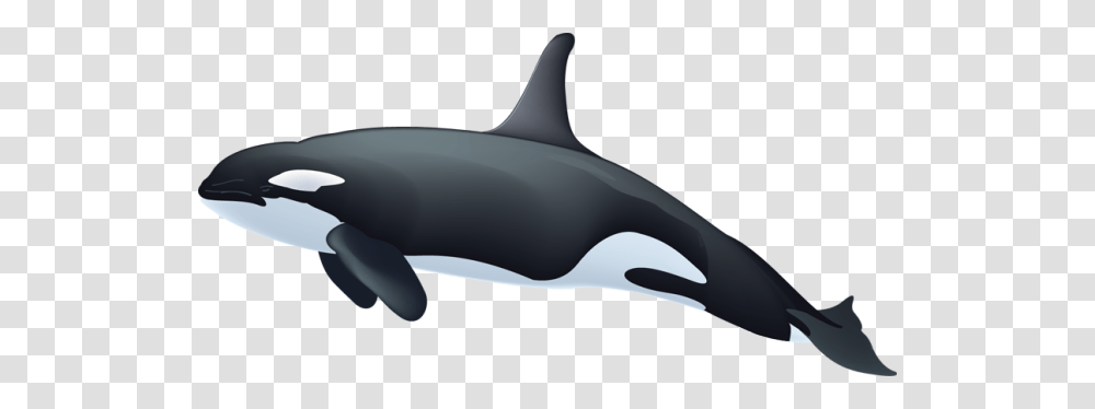 Whale, Animals, Sea Life, Mammal, Shark Transparent Png