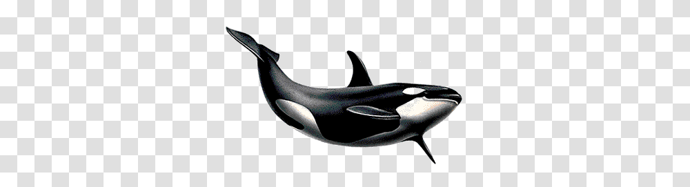 Whale, Animals, Sea Life, Orca, Mammal Transparent Png