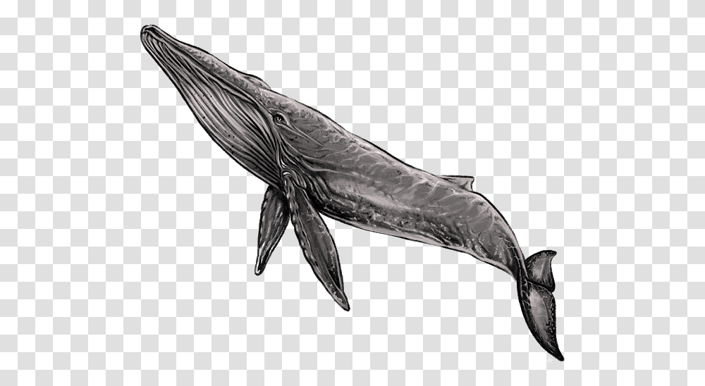 Whale, Aquatic, Water, Bird, Animal Transparent Png