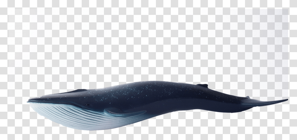 Whale Blue Swimming Image Blue Whale Transparent Png