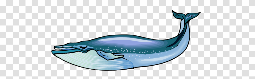 Whale Clip Art, Sea Life, Animal, Sunglasses Transparent Png