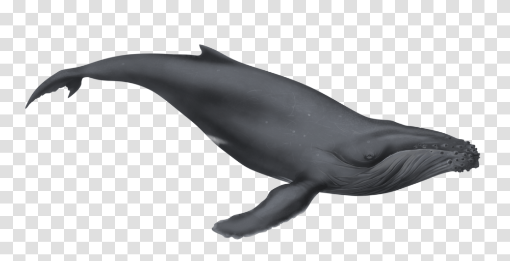 Whale Clipart Humback, Sea Life, Animal, Mammal, Bird Transparent Png