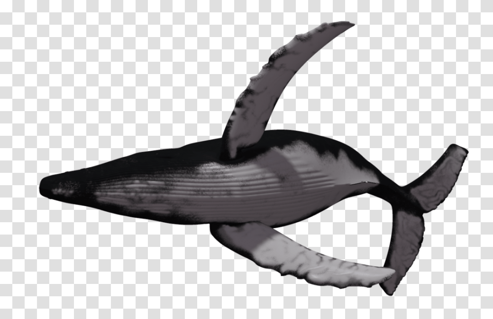 Whale Clipart Hump Back, Sea Life, Animal, Mammal, Bird Transparent Png