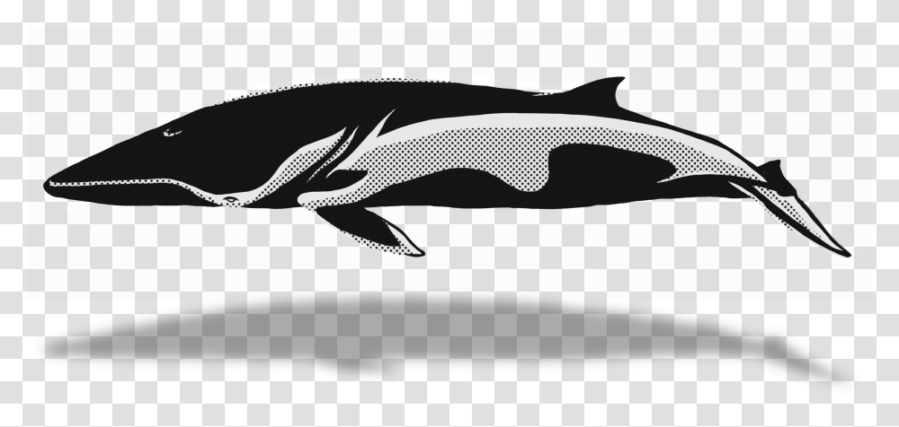 Whale Clipart Short Beaked Common Dolphin, Mammal, Sea Life, Animal, Fish Transparent Png