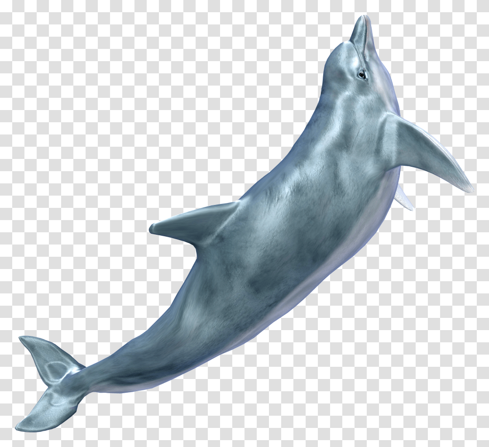 Whale Dolphins No Background, Sea Life, Animal, Mammal, Fish Transparent Png