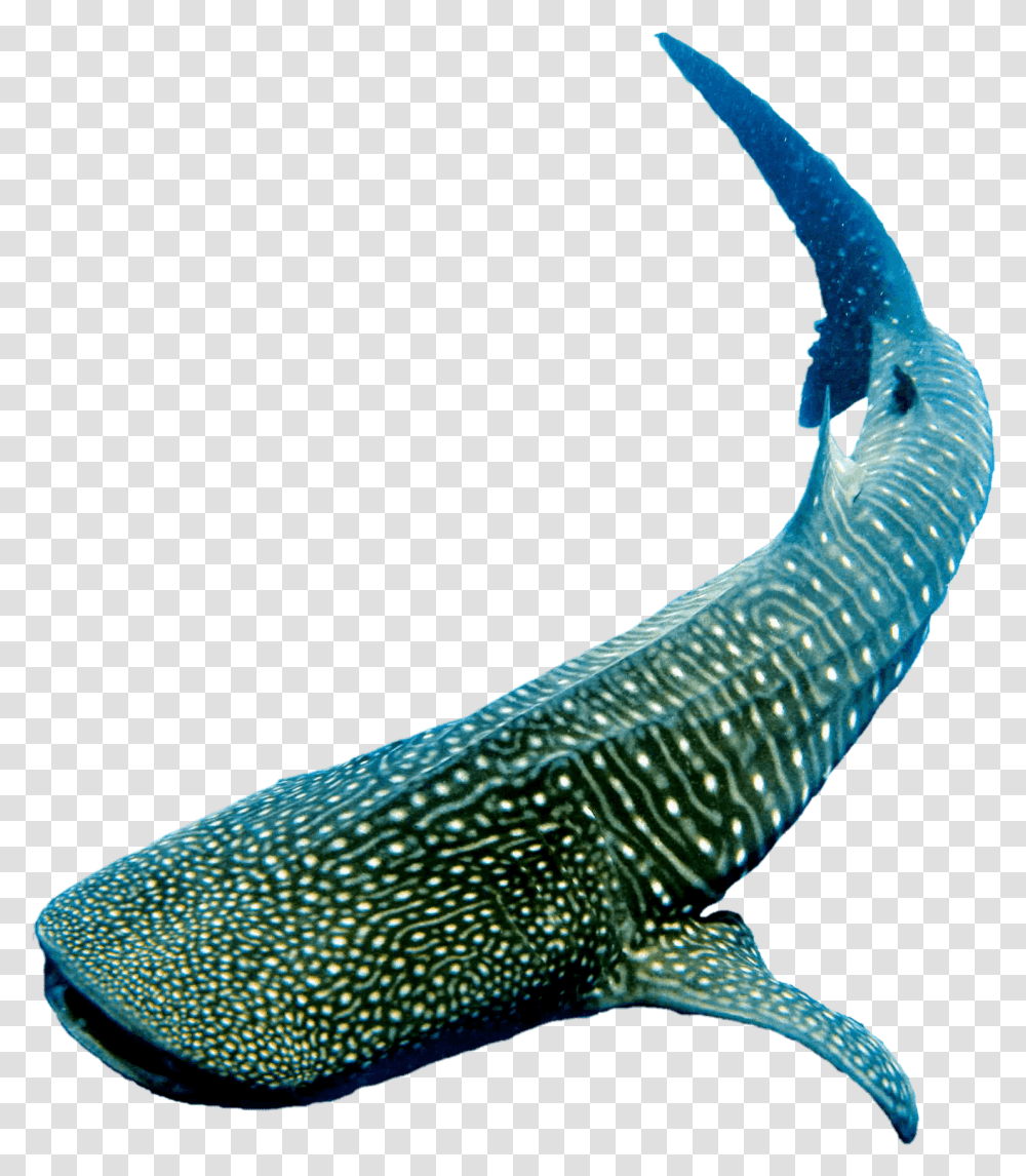 Whale, Fish, Animal, Sea Life, Eel Transparent Png