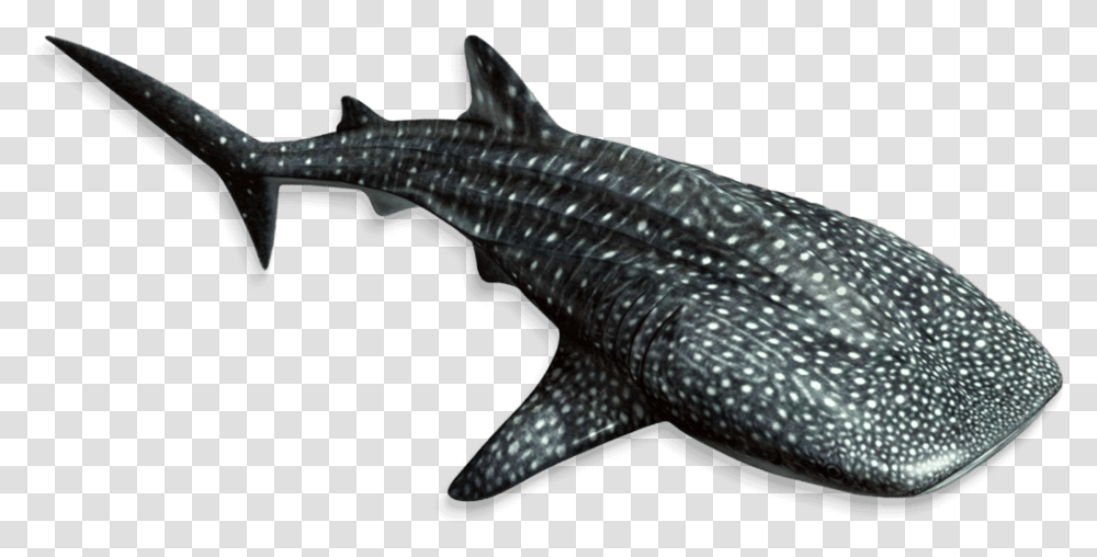 Whale Fishfinanimal Mammallamnidaemarine Under The Sea Fish, Shark, Sea Life Transparent Png