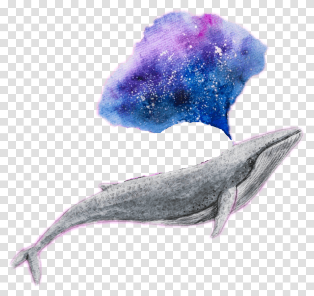 Whale Galaxy Edit Challenge Tumblr Whale, Sea Life, Animal, Mammal, Dolphin Transparent Png