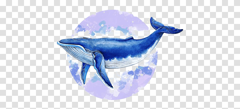 Whale Illust, Sea Life, Animal, Mammal, Shark Transparent Png