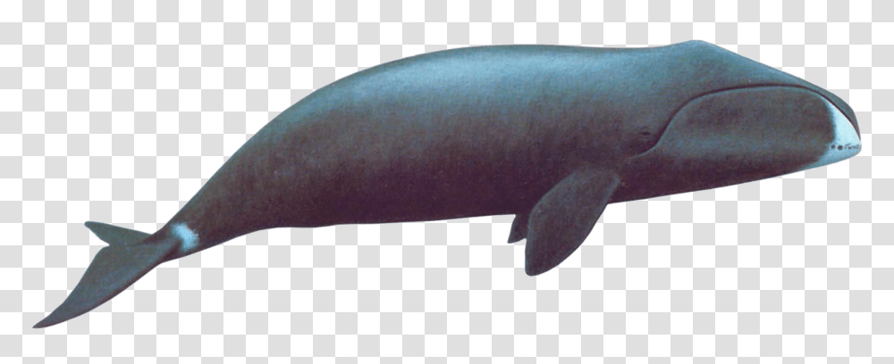 Whale Image With No Whale Bowhead, Animal, Mammal, Fish, Sea Life Transparent Png