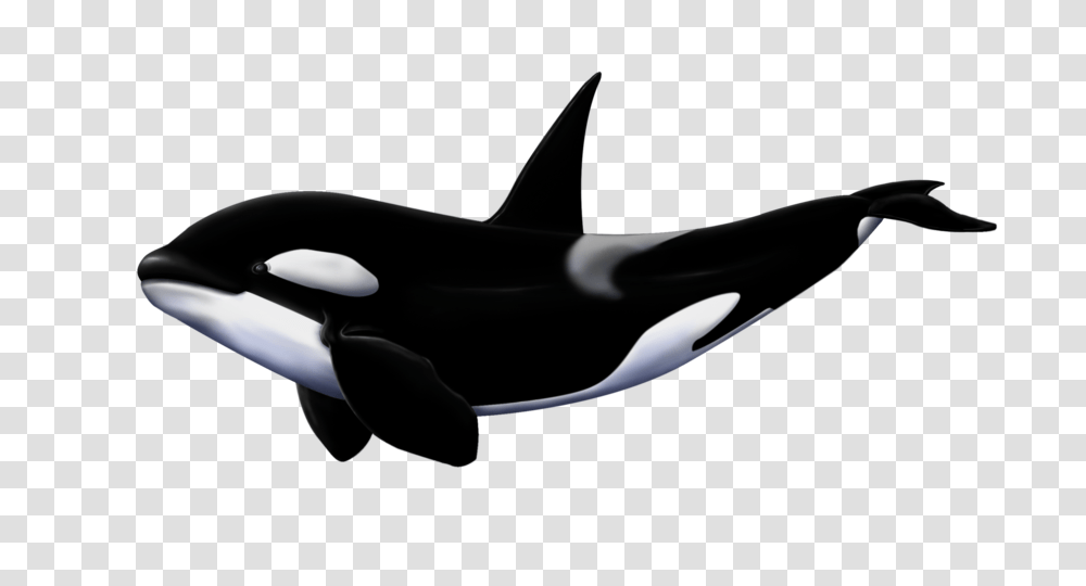 Whale Killer Whale Background, Sea Life, Animal, Orca, Mammal Transparent Png