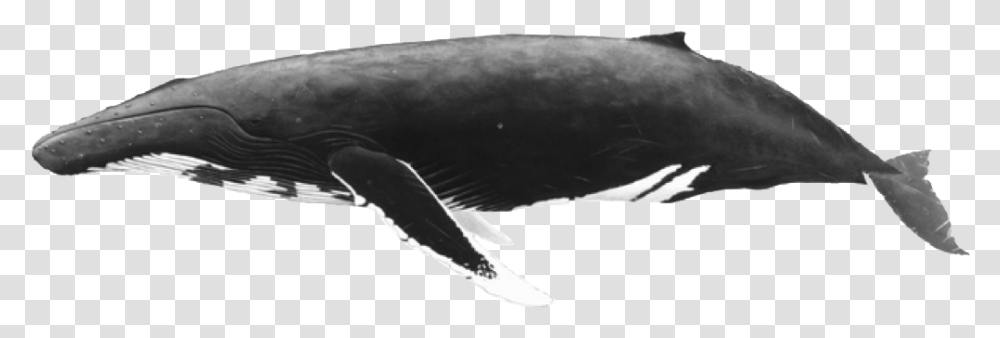 Whale, Mammal, Sea Life, Animal, Fish Transparent Png