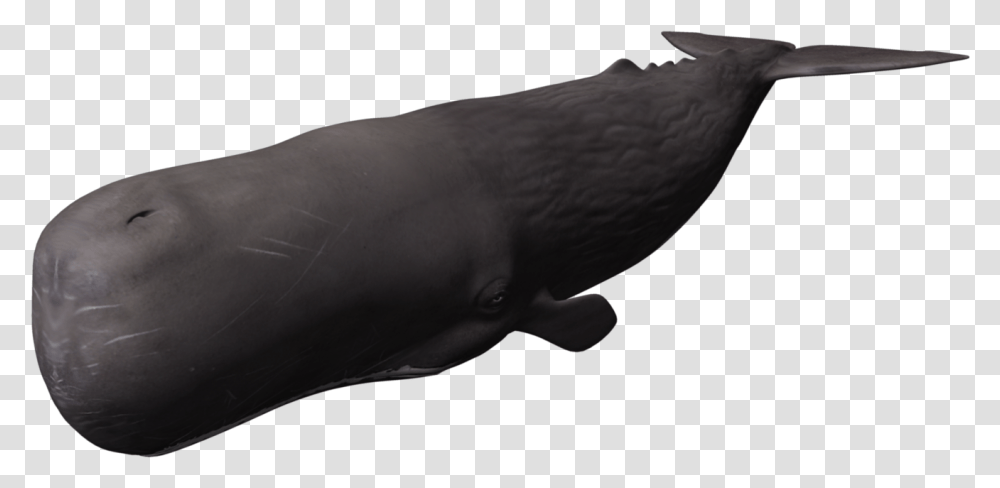 Whale Picture Sperm Whale, Sea Life, Animal, Mammal, Bird Transparent Png