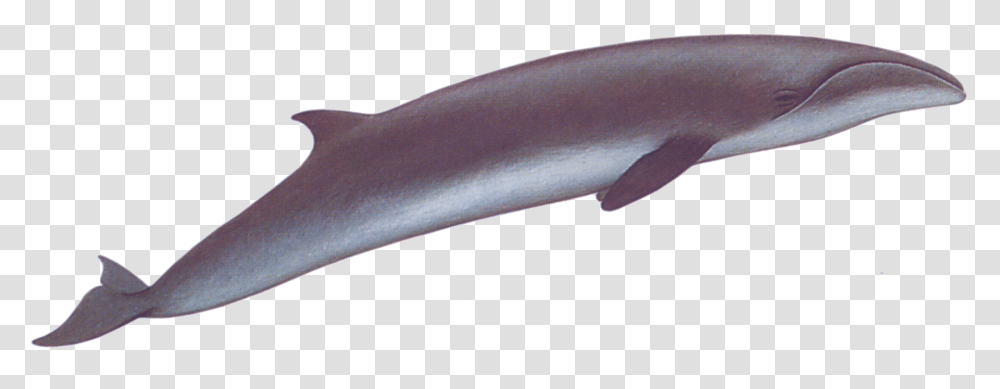 Whale Right Pygmy Right Whale, Sea Life, Animal, Knife, Blade Transparent Png