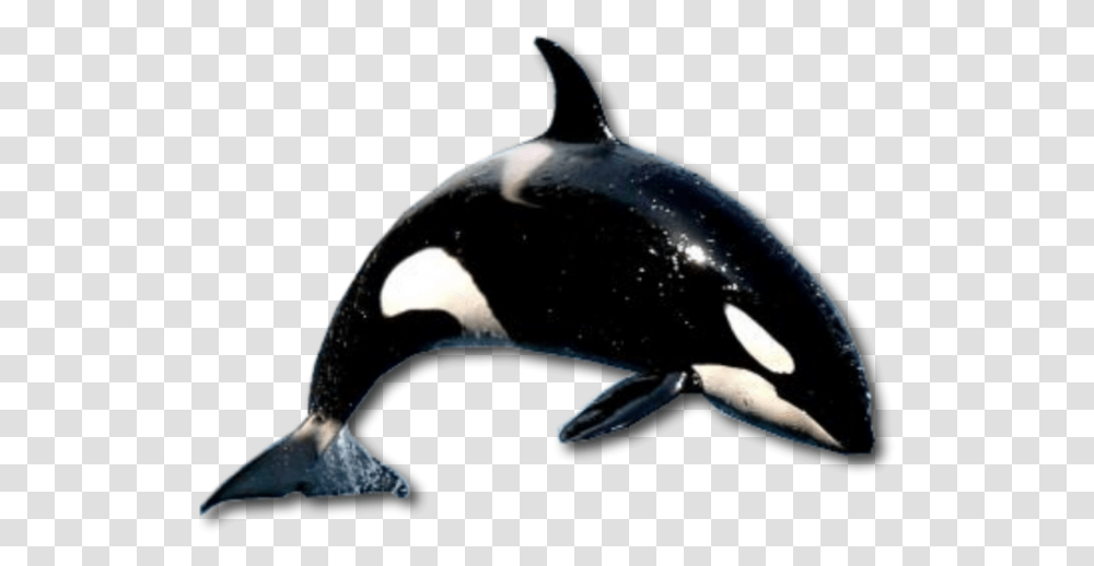 Whale, Sea Life, Animal, Orca, Mammal Transparent Png